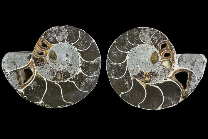 Bargain, Cut & Polished Ammonite Fossil - Anapuzosia? #73951